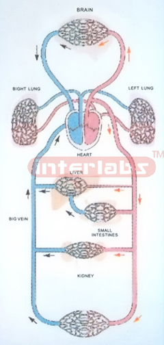 HANGING HUMAN BLOOD CIRCULATIONAL DEMONSTRATION MODEL (A TYPE)